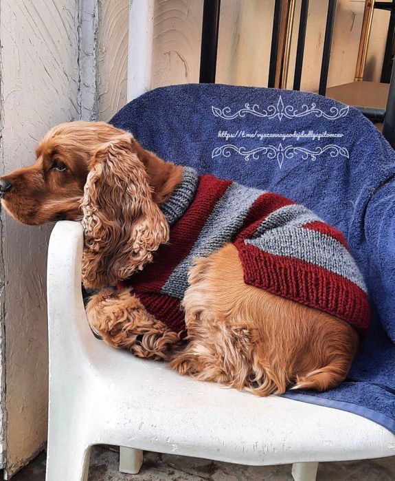 Вязаная одежда для собак и кошек