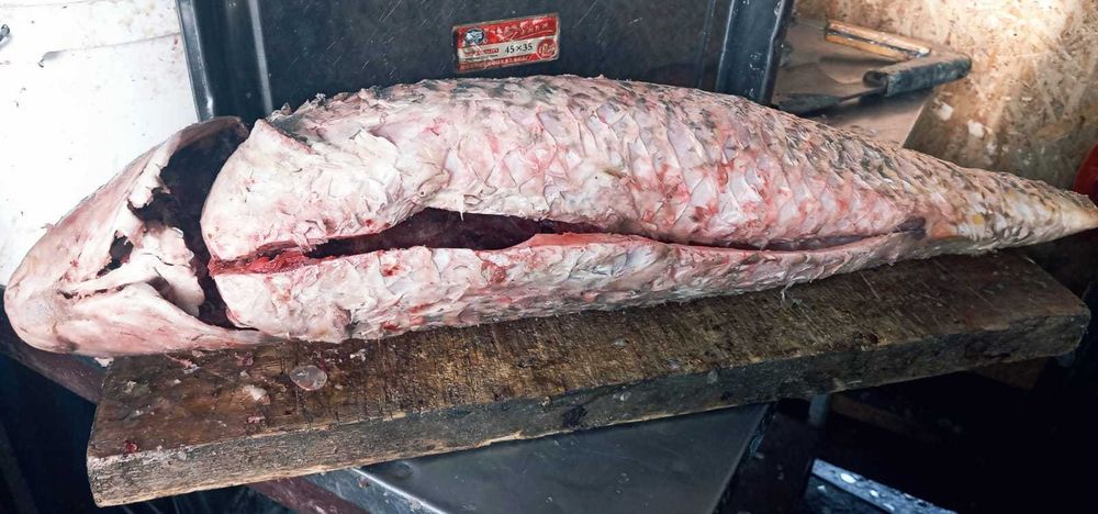 Стейки сёмги и сазана