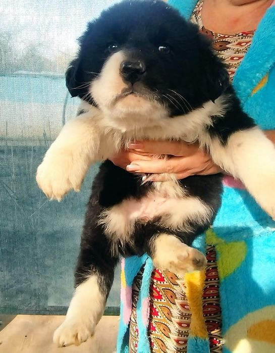 Отдам даром щенят