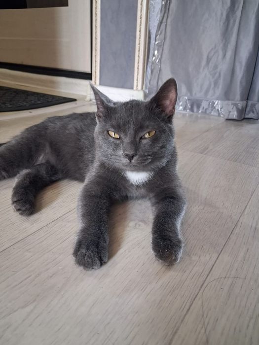 Отдам котенка в добрые руки