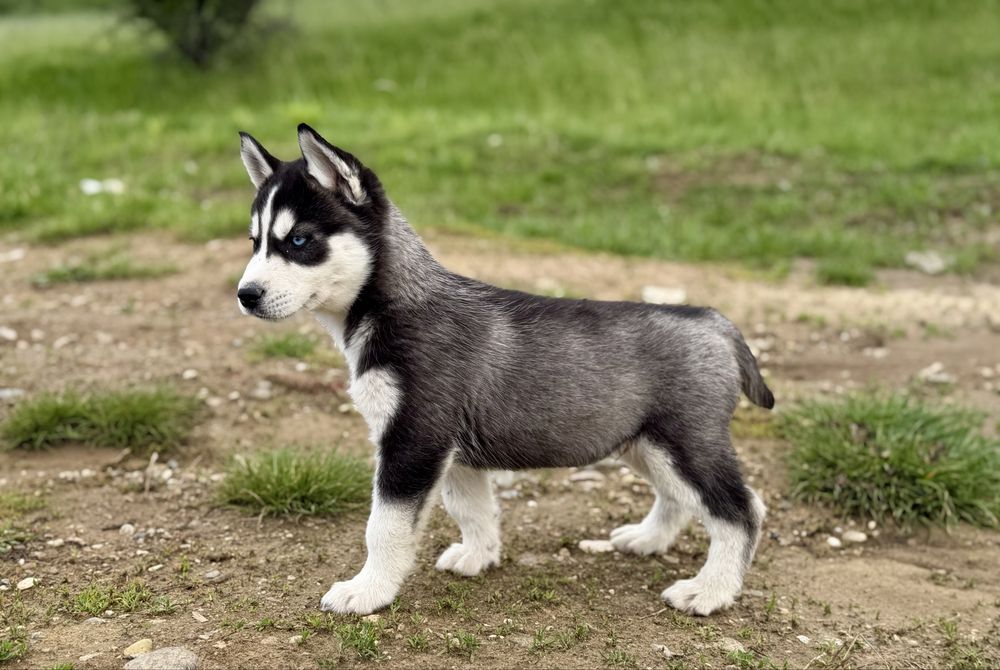 Femela husky siberian!