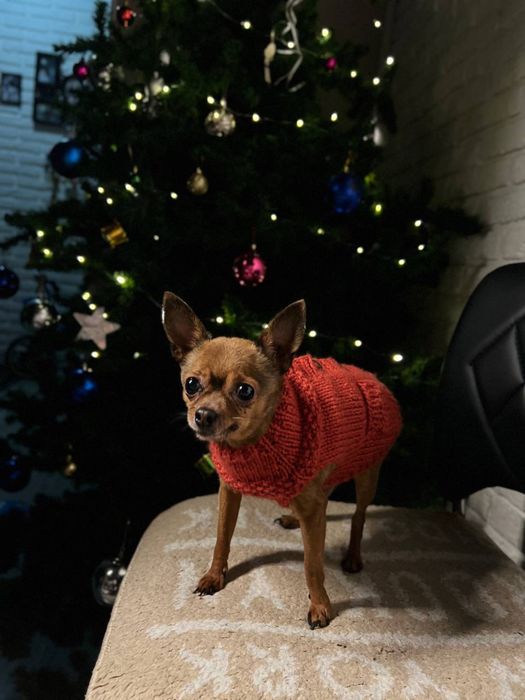 Вязаная одежда для кошек и собак