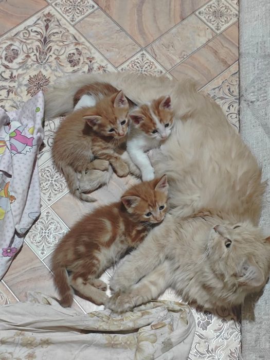 Отдам котят в хорошие руки.