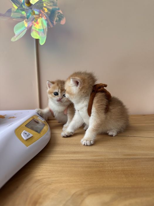 Котятa золoтыe шиншиллы для вас!
