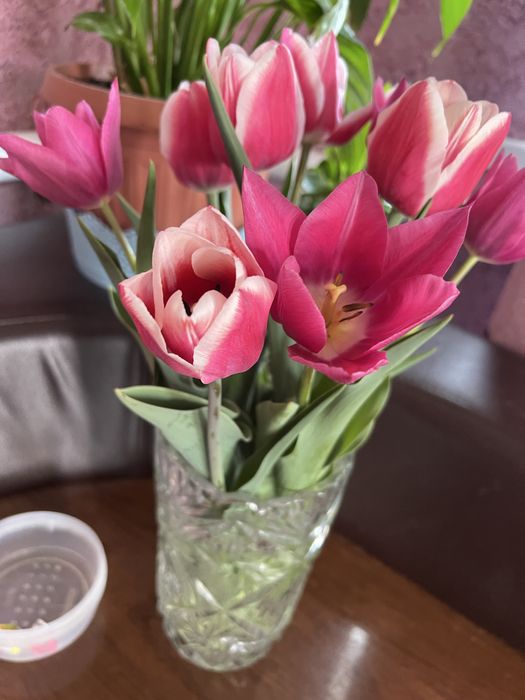 Цветы.Тюльпаны садовые.Айгуль