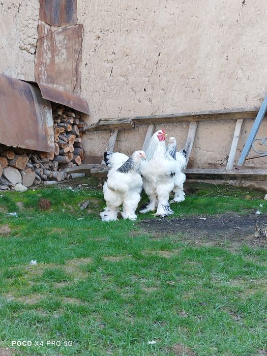 Светлый Брама тухумлари.