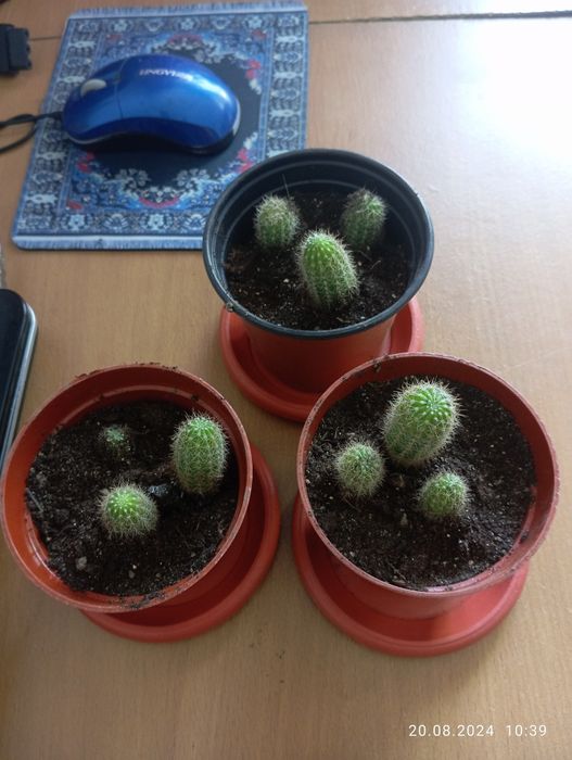 Продам комнатные цветы