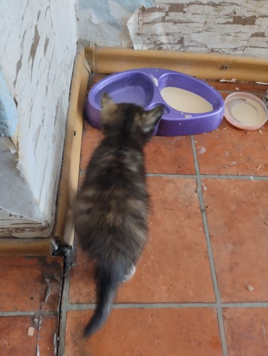 Отдам котят даром