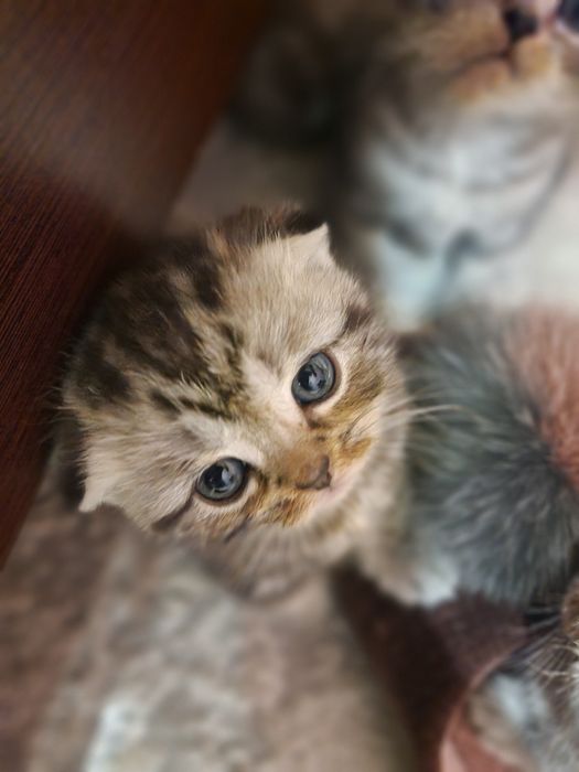 Породистые котята