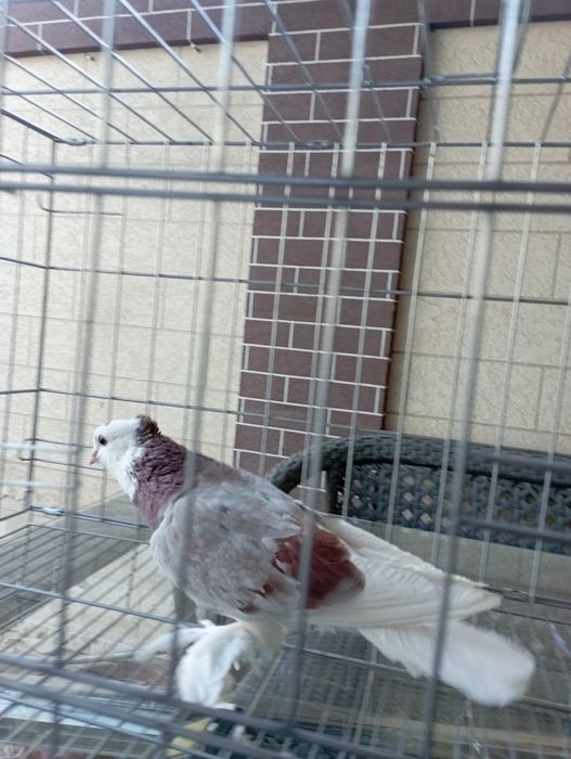 Продам Андижанца авлак