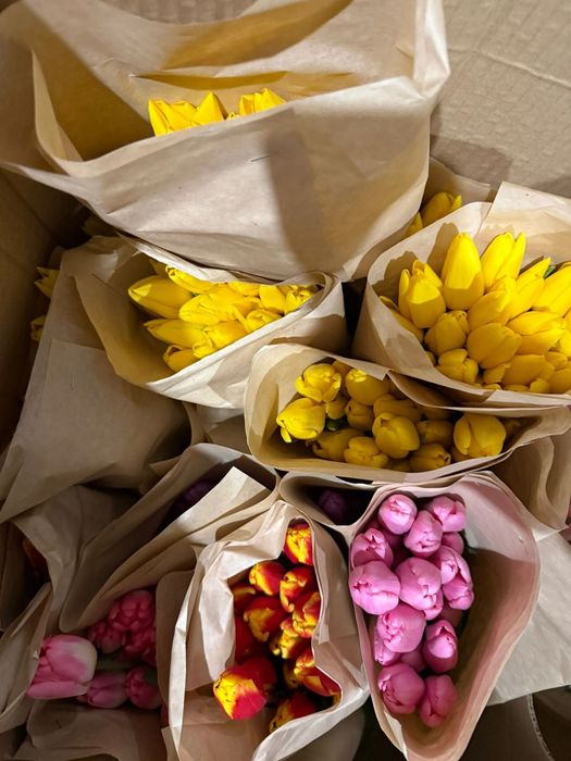 Продам тюльпаны 700 штук в наличии