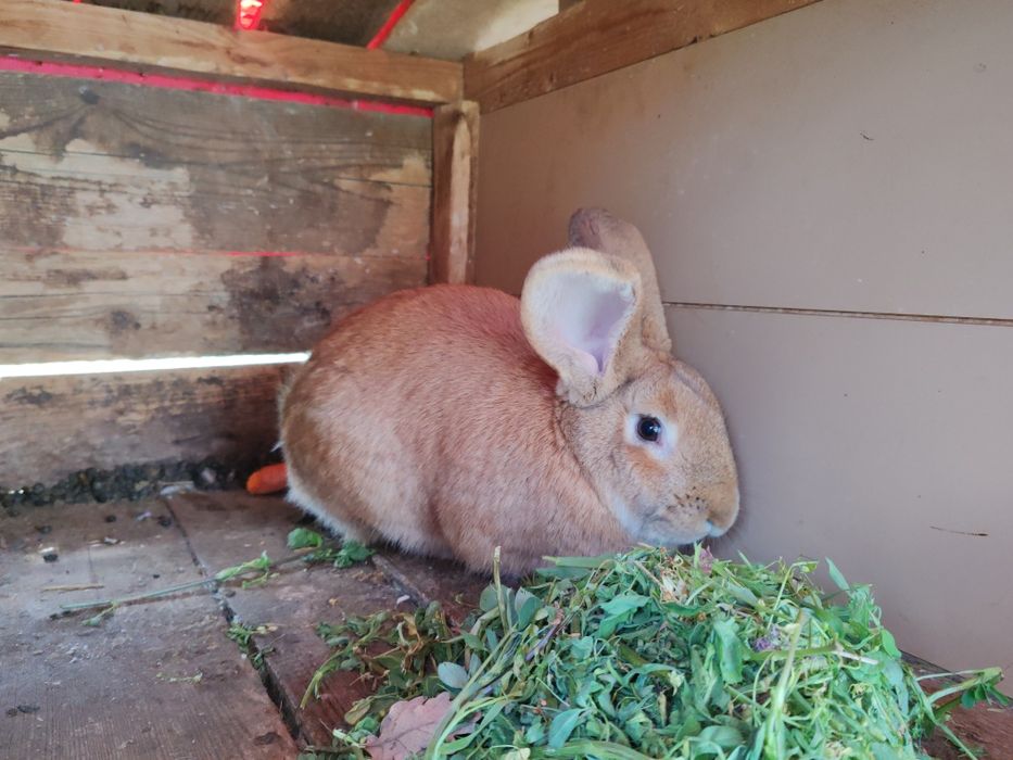 Iepuri belgian urias