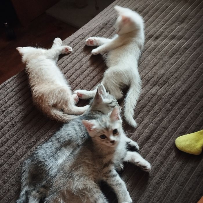 Отдам домашних котят в добрые руки