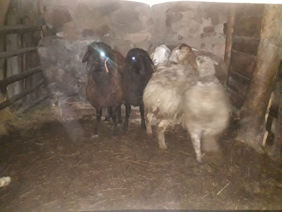 Продам баранов 5