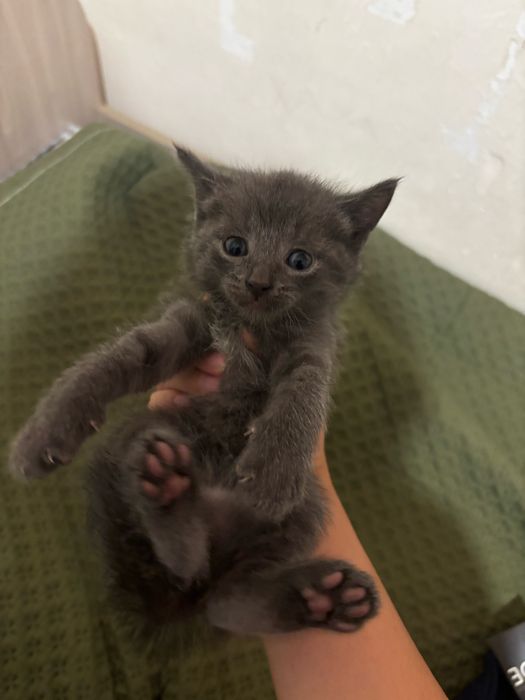 Котята бесплатно