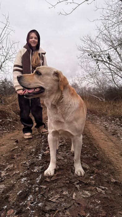 Убежал лабрадор. Возраст 6 лет