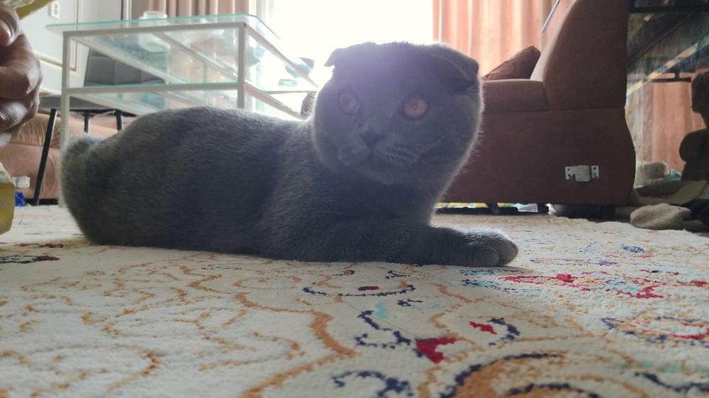 Кот британский вислоухи 4 месяца