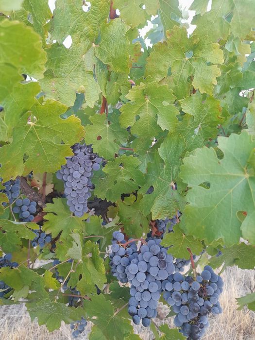 Продавам Грозде сорт Мерло и Каберне