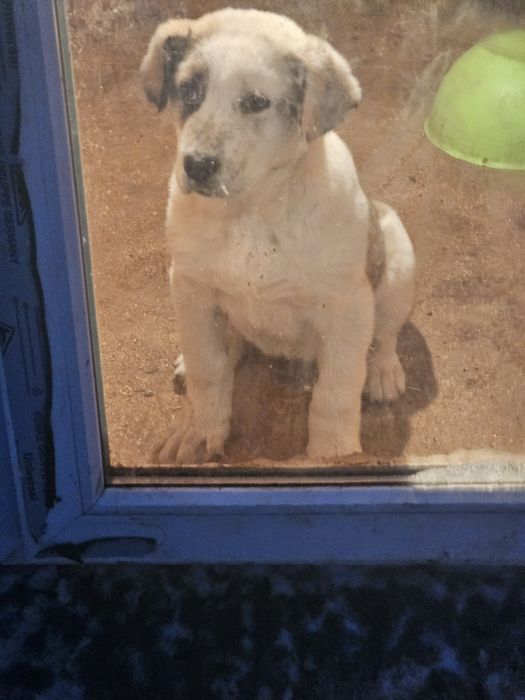 Шенок алабай девочка