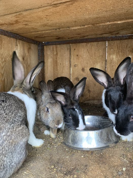 Iepuri  — 70 lei .