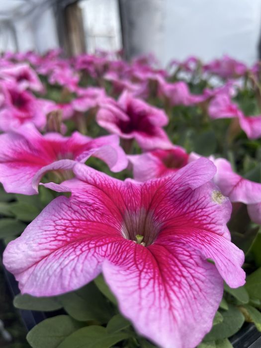 Рассада петуния тайшан тагетес