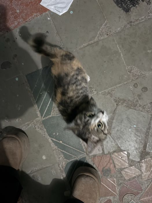 Котенок ищет дом