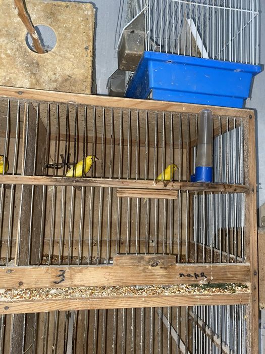 Канарейки парочка