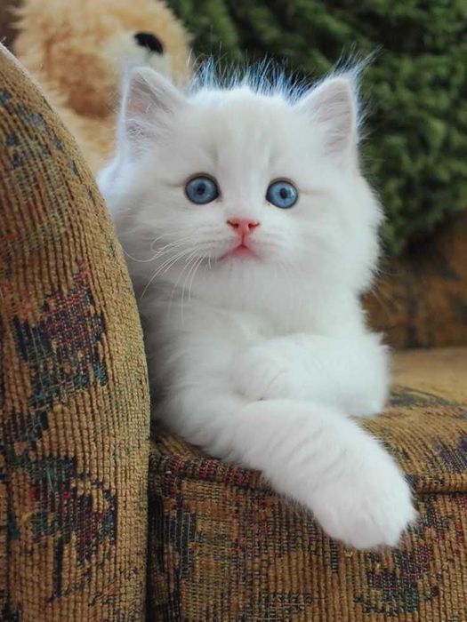 Пушистые  котята турецкой ангоры.