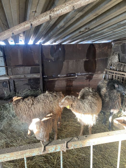 Продам домашних баранов