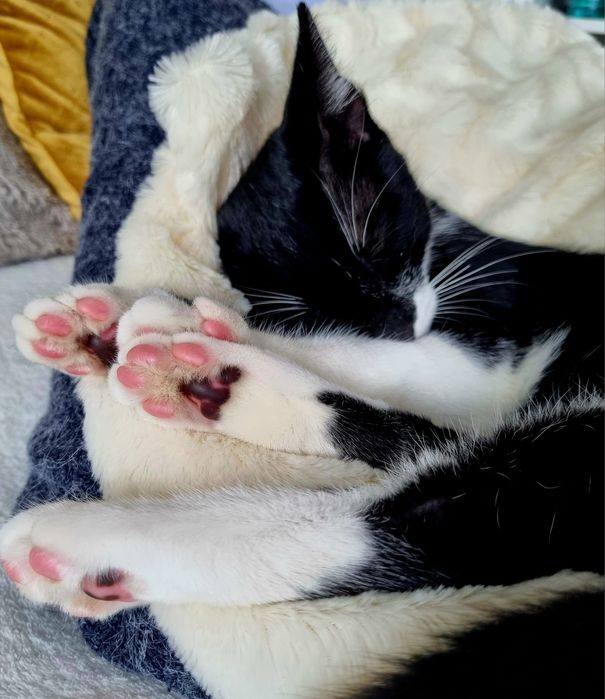 Търси осиновители