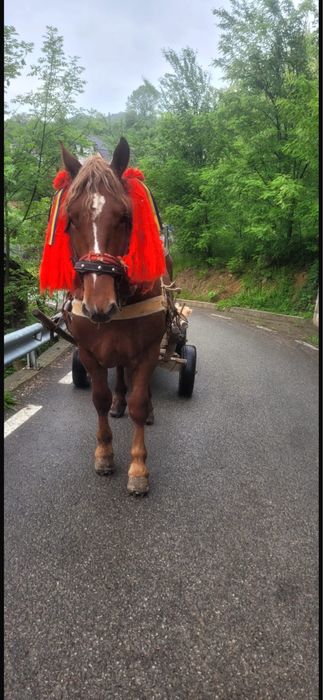 Vând armăsar de 4 ani