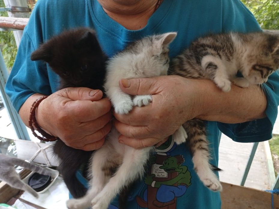 БЕСПЛАТНО котята домашние мальчики