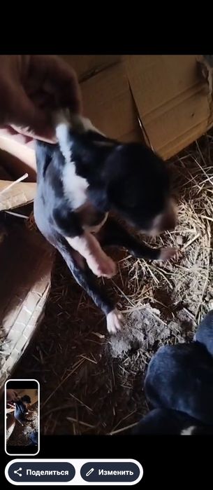 Таза тазы щенок сатылады