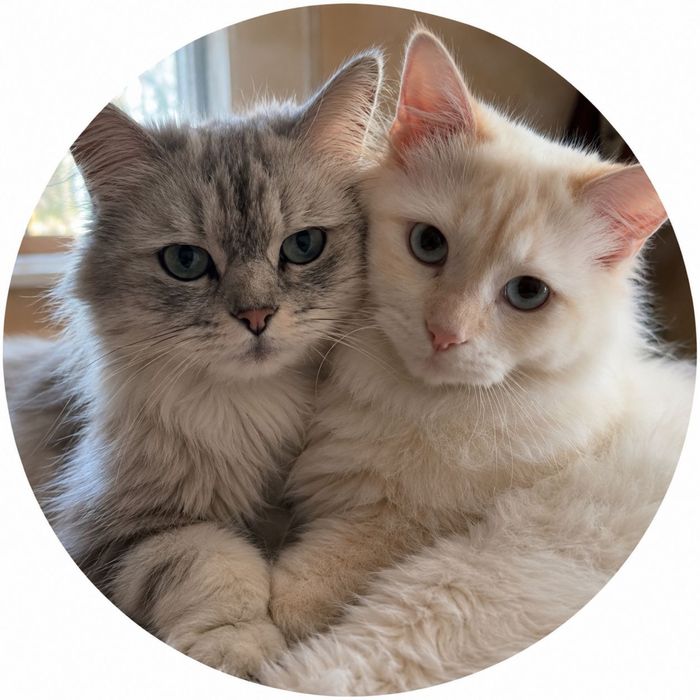 Кот и кошечка в добрые руки