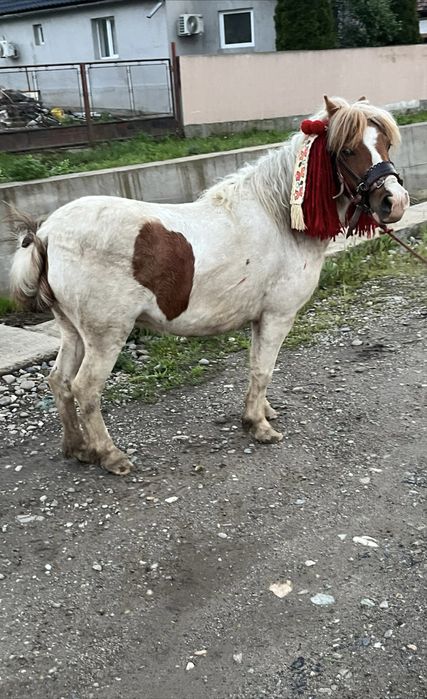 Poneiță tărcată