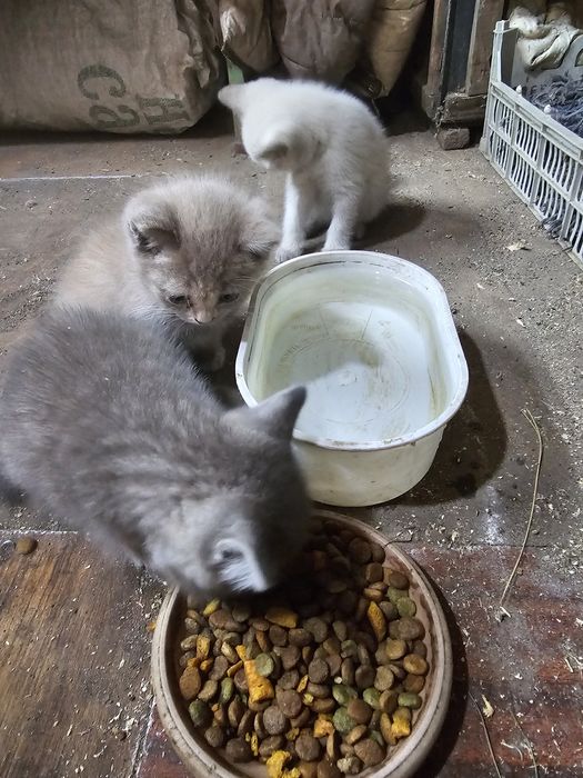 Отдам котят красивые