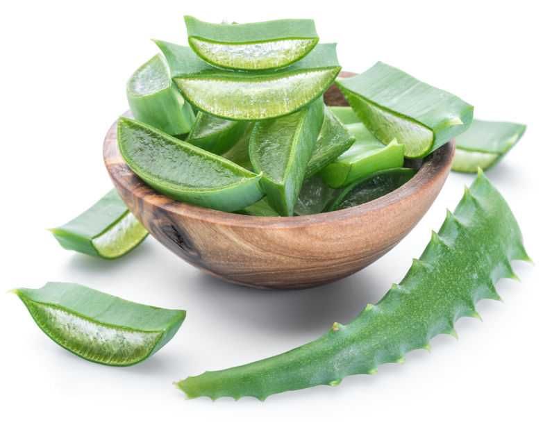 Aloe Vera arborescent comestibil, pentru tincturi si cosmetic