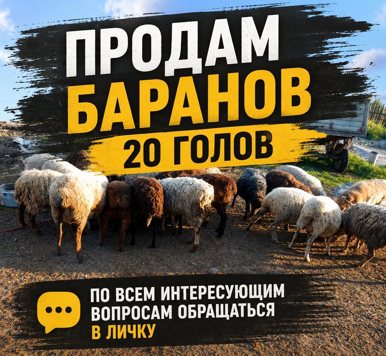Продам баранов 20 голов