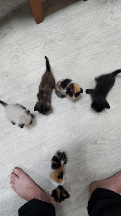 Котята в заботливые руки