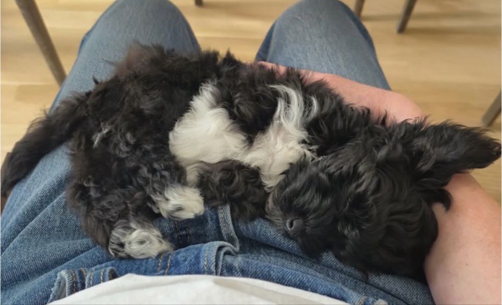 Bichon havanez superb