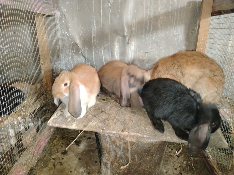 Продам крольчат ФБ