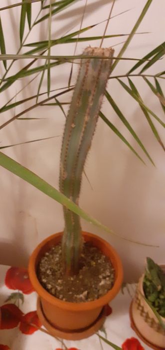 De vanzare cactus