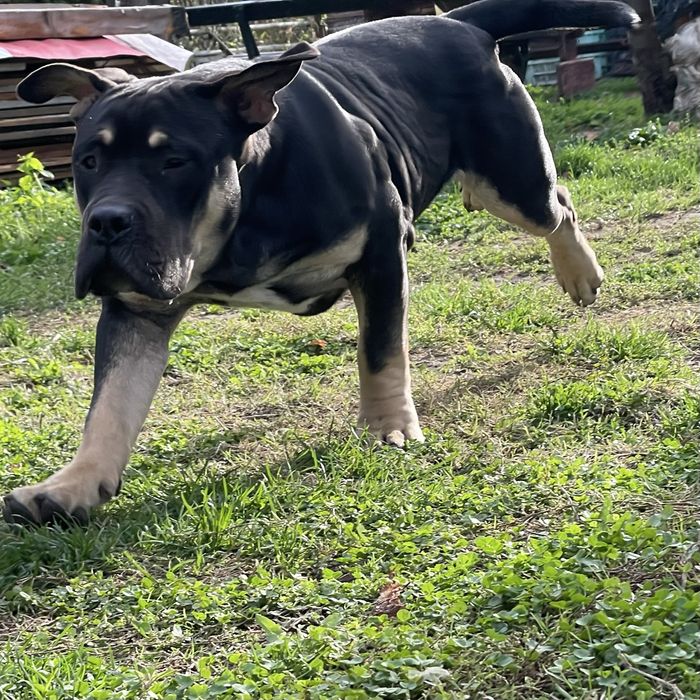 Американско були - покет