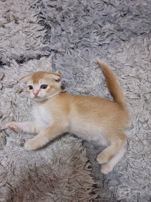 Вислоухие котята Скоттиш Фолды.