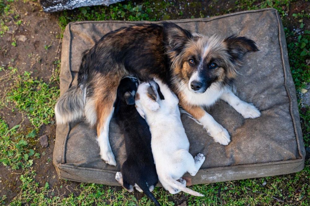 Кученца/котенце за осиновяване