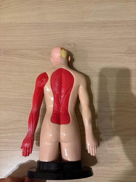 Vand manechin medicina