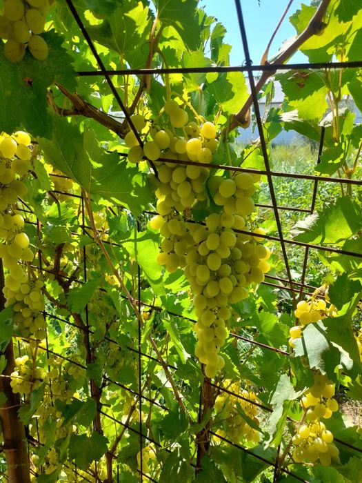 СРОЧНО!!Үй сатылады