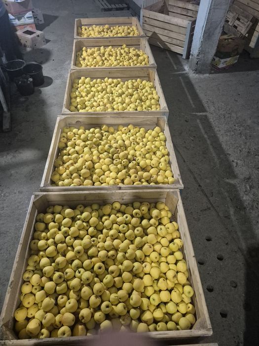 Mere golden mere golden