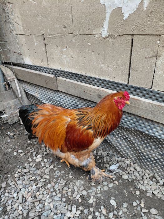 Vând  cocoș.   Tânăr