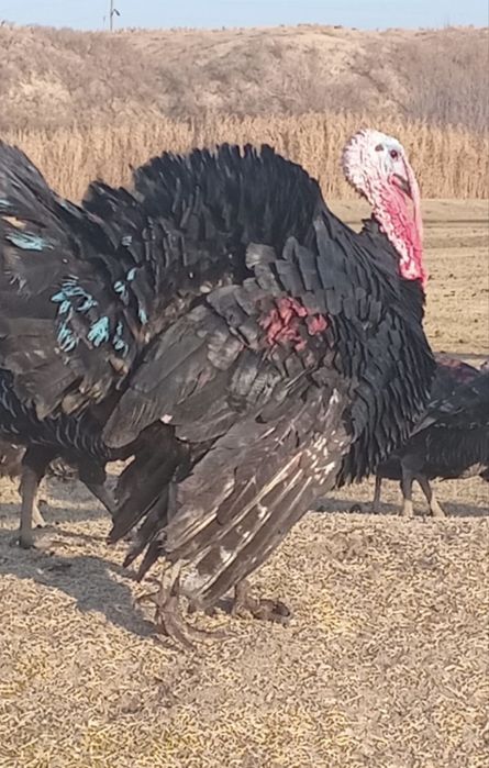 Индук на продаже Индук сатылады семіз жем жеп тұр